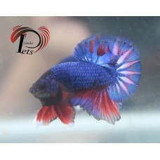 PFEB 2471